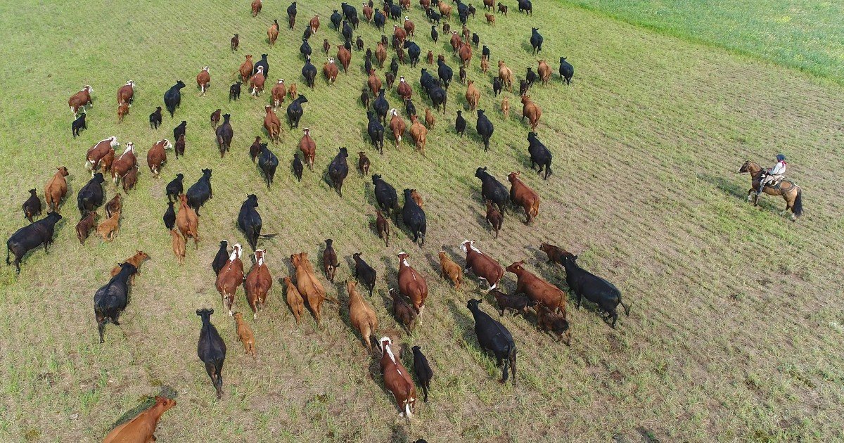 Los investigadores no dan crédito: hallan miles de nuevas especies microbianas en las heces de varios herbívoros de la meseta tibetana