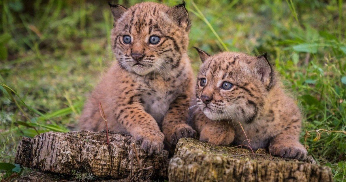 Hace 20 años quedaban menos de 100: hoy ya son 2.401 y el regreso del lince emociona a Europa