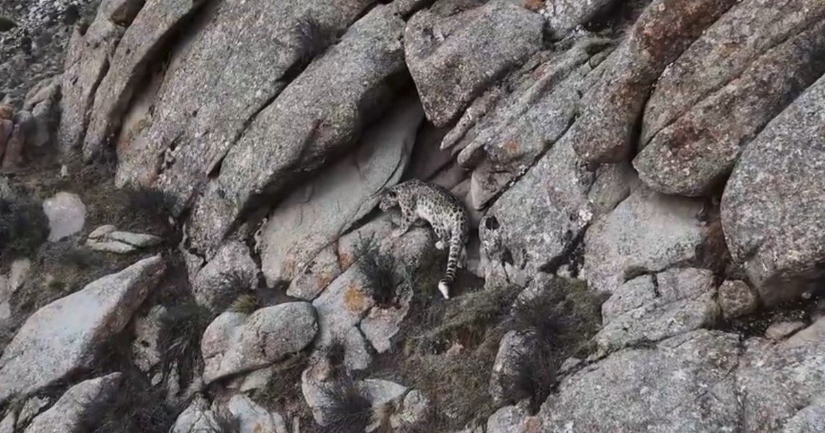 Filmaron a un leopardo de las nieves, en peligro de extinción, en su hábitat