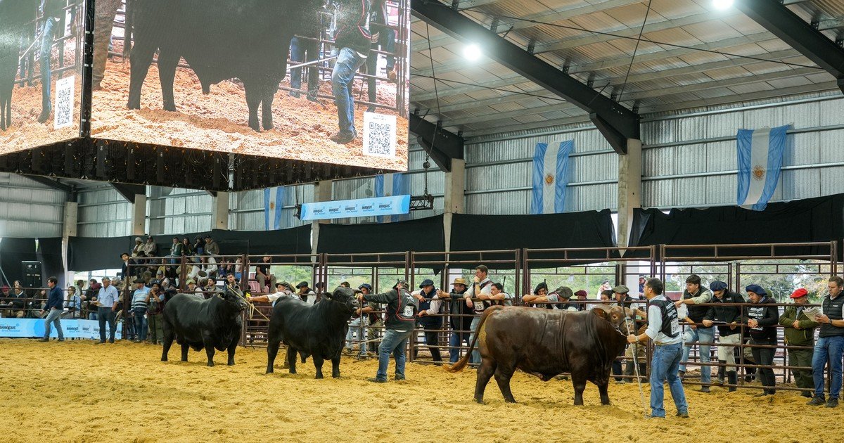 La ganadería en el norte del país: se fortalece una de las regiones que tiene el mayor potencial de crecimiento de un negocio que está viviendo un momento único