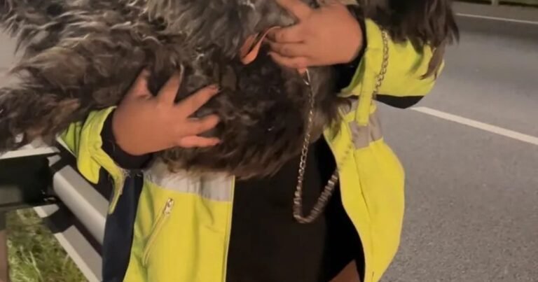 Rescatan a perritos atropellados en la Panamericana: de empleados de autopistas a héroes mascoteros