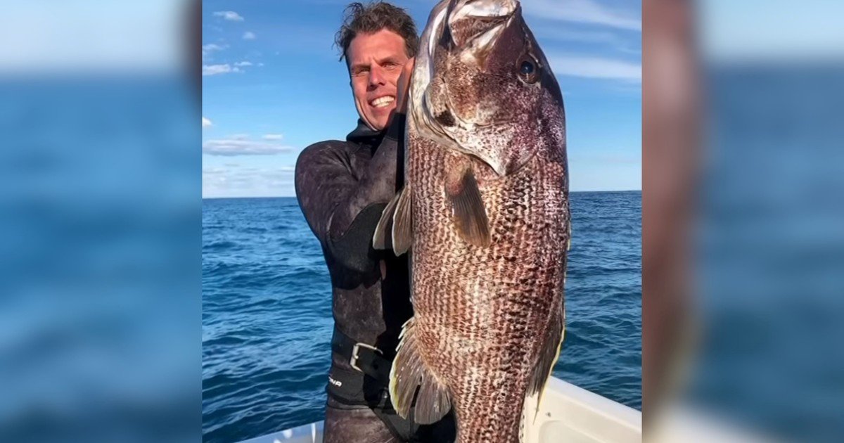 Salió de pesca con sus amigos y fue atacado por un tiburón blanco: "Una tragedia inimaginable"
