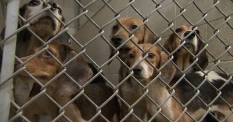 Salvaron a 1.500 beagles que estaban encerrados en un centro de investigación