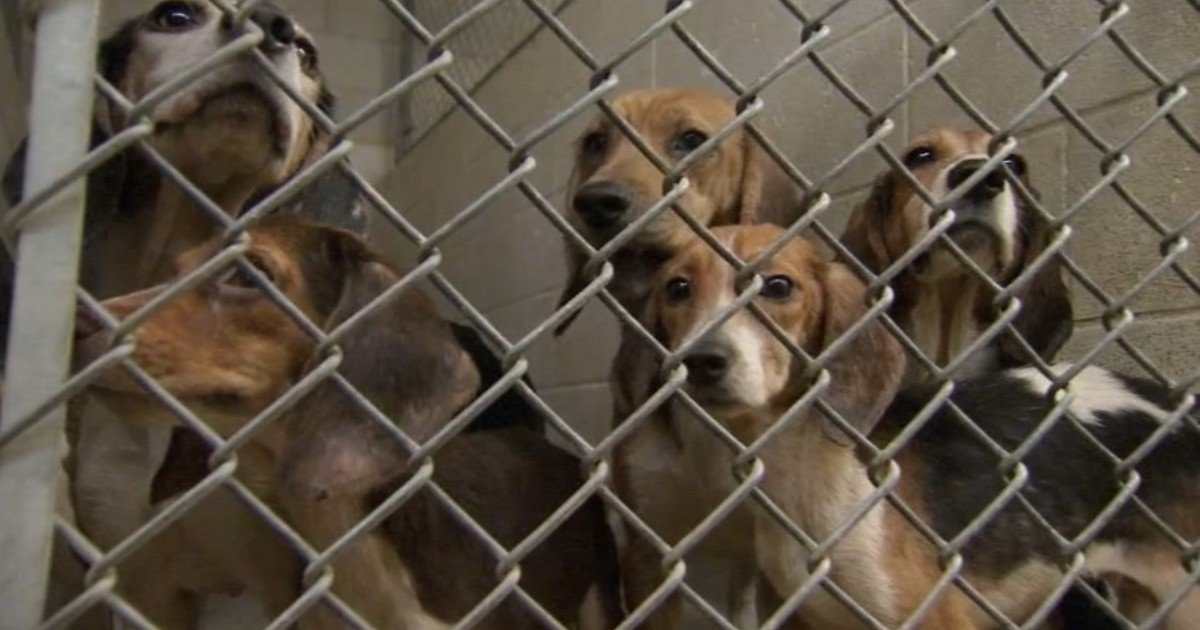 Salvaron a 1.500 beagles que estaban encerrados en un centro de investigación