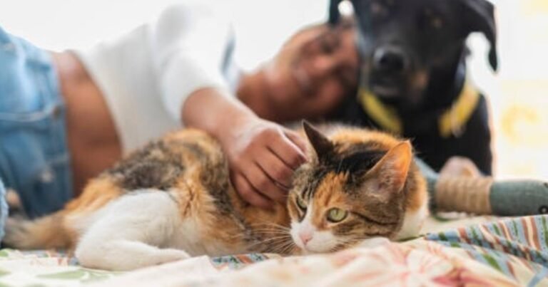 Por qué tu perro o tu gato se pone tan feliz cuando volvés a casa