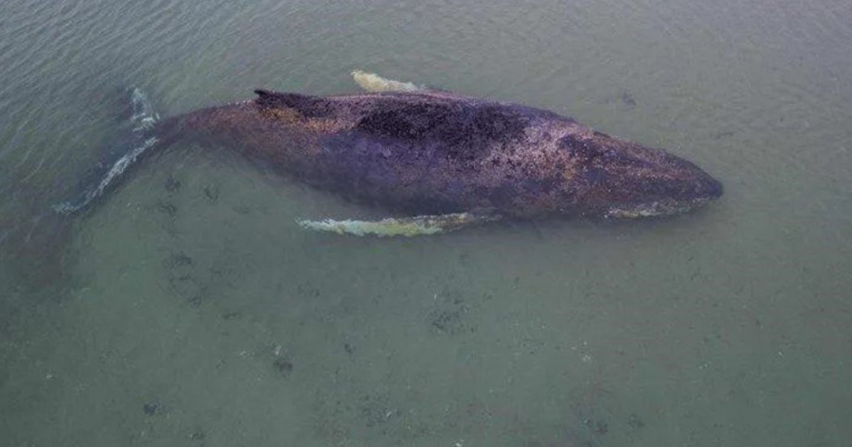 Encuentran muerta en Dinamarca a Timmy, la ballena que estuvo varada dos meses en Alemania