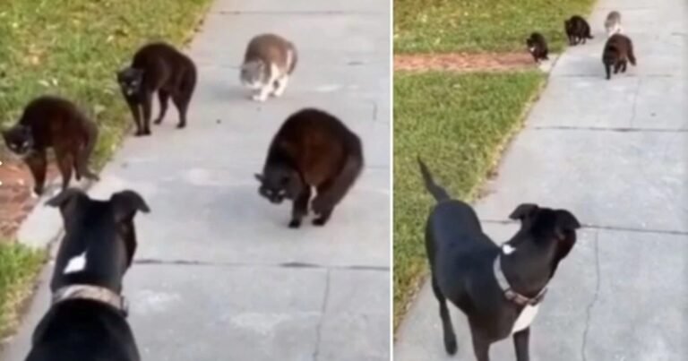 Cuatro gatos maléficos y un perro bonachón se cruzaron en una increíble escena callejera