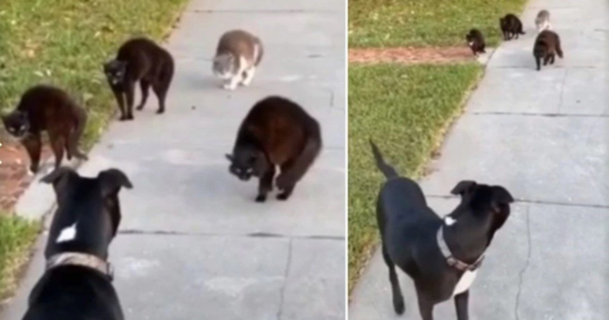 Cuatro gatos maléficos y un perro bonachón se cruzaron en una increíble escena callejera