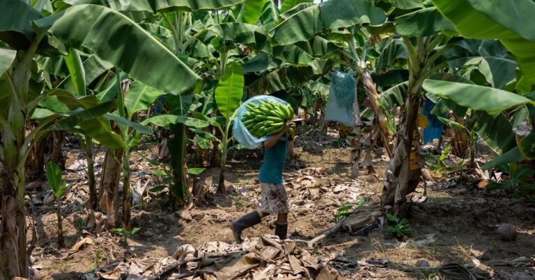 Miles de toneladas de tallos de banano que antes se pudrían ahora pueden transformarse en materia prima valiosa para indumentaria, papel y embalaje y podrían reemplazar a la pulpa de madera