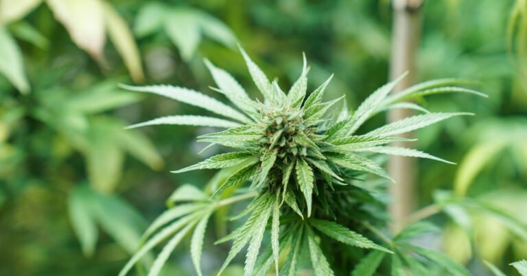 Una encuesta revela que la marihuana resulta menos “cool” para los estadounidenses que las matemáticas o la música country