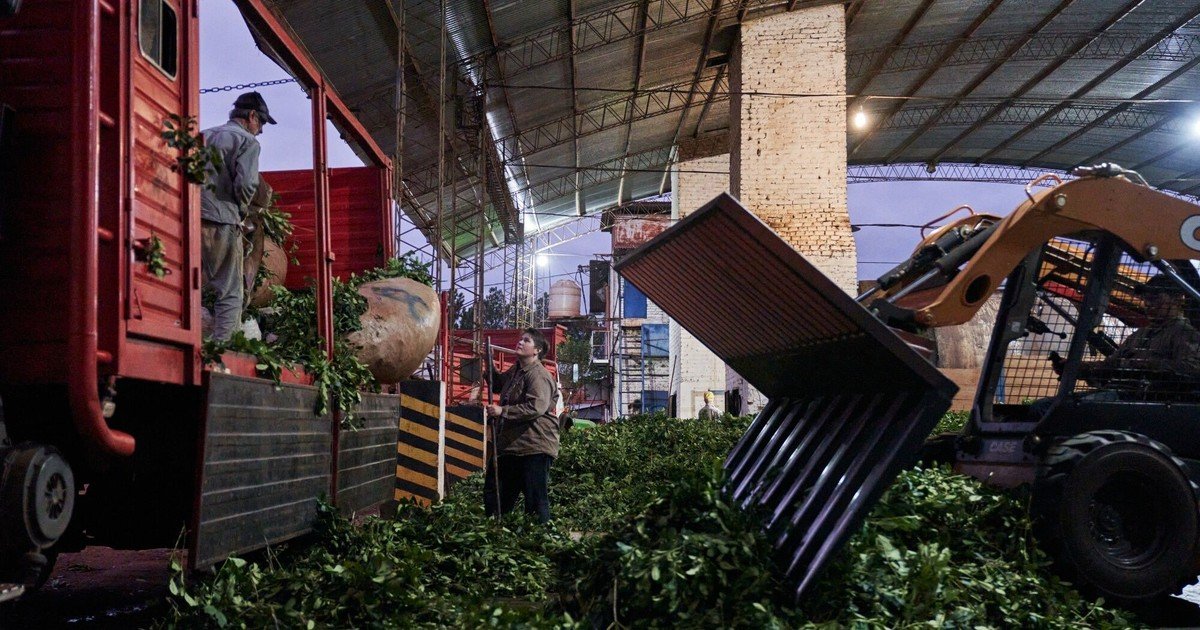 En marzo las exportaciones de yerba mate dieron otro salto pese al conflicto en Medio Oriente