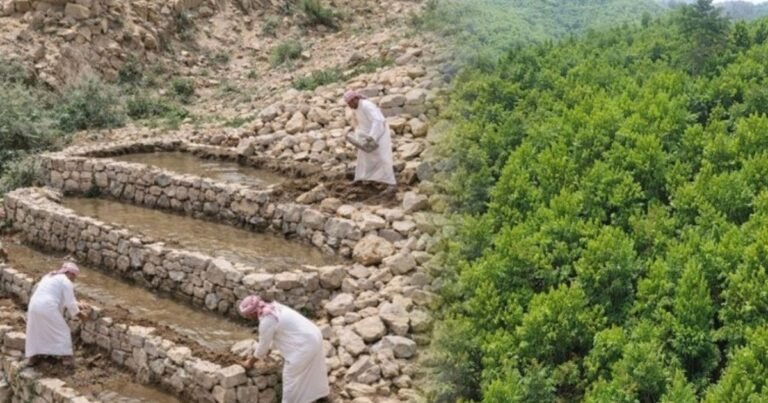 En un lugar donde el calor extremo y la falta de agua hacen que sembrar sea un gran desafío, este país busca plantar 10 mil millones de árboles antes de 2030: la  propuesta busca recuperar zonas áridas, atraer vida silvestre y bajar las temperaturas en las ciudades