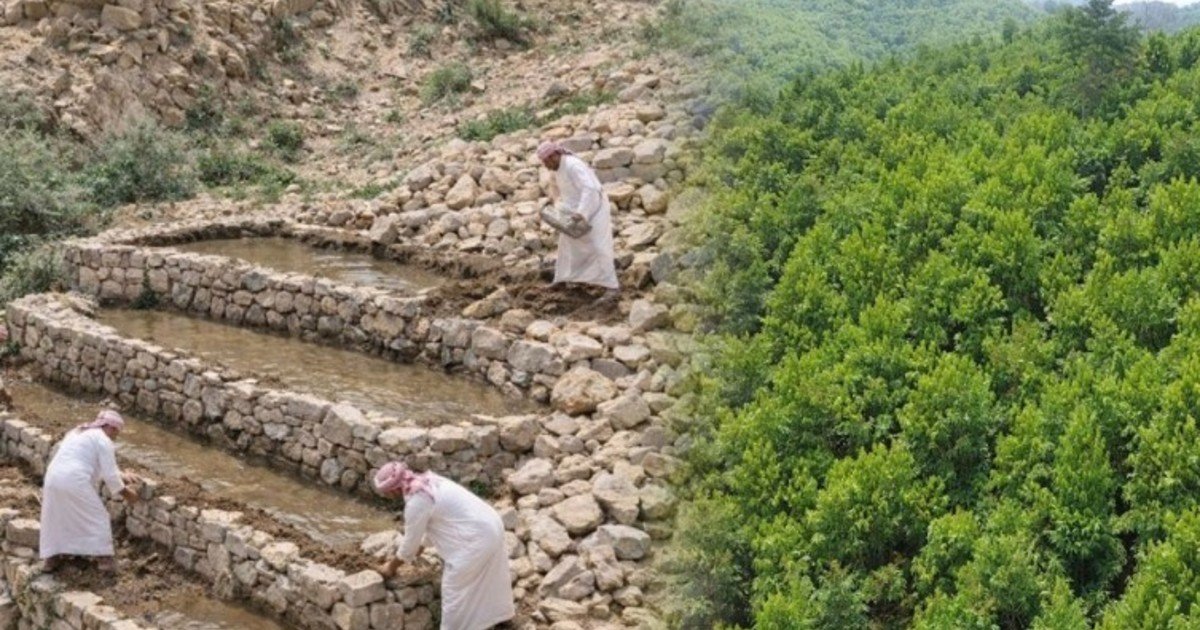 En un lugar donde el calor extremo y la falta de agua hacen que sembrar sea un gran desafío, este país busca plantar 10 mil millones de árboles antes de 2030: la  propuesta busca recuperar zonas áridas, atraer vida silvestre y bajar las temperaturas en las ciudades