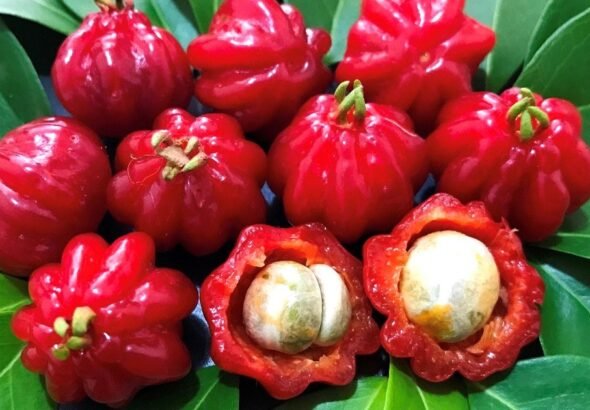 La fruta brasileña que crece en Jujuy y sorprende por sus beneficios para la salud