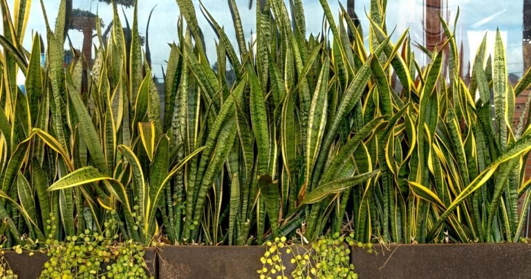 Pocos lo saben: enterrar una hoja de sansevieria o lengua de suegra en una maceta ofrece un importante beneficio para otras plantas y los especialistas en jardinería lo recomiendan