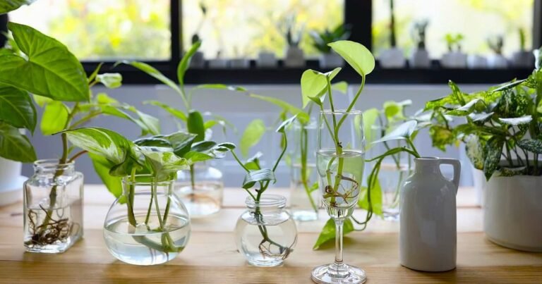 Las 3 plantas de interior que pueden crecer en agua y requieren menos cuidados