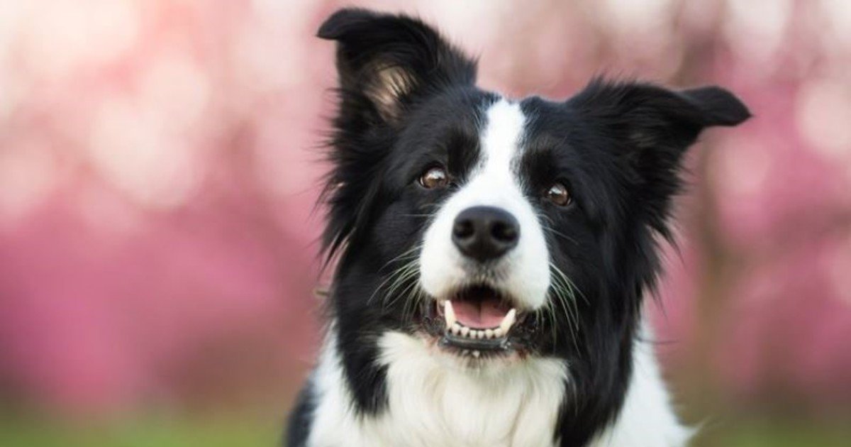 Cómo tener un perro feliz: las 8 palabras que no fallan según una entrenadora canina