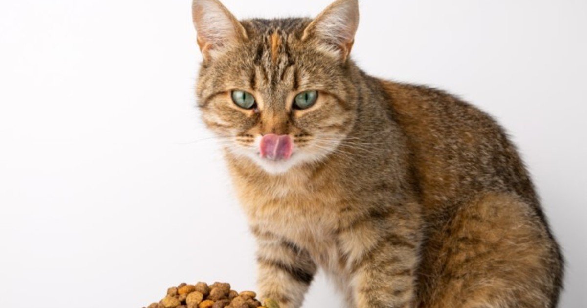 Fin de un misterio: descubren por qué los gatos dejan de comer repentinamente