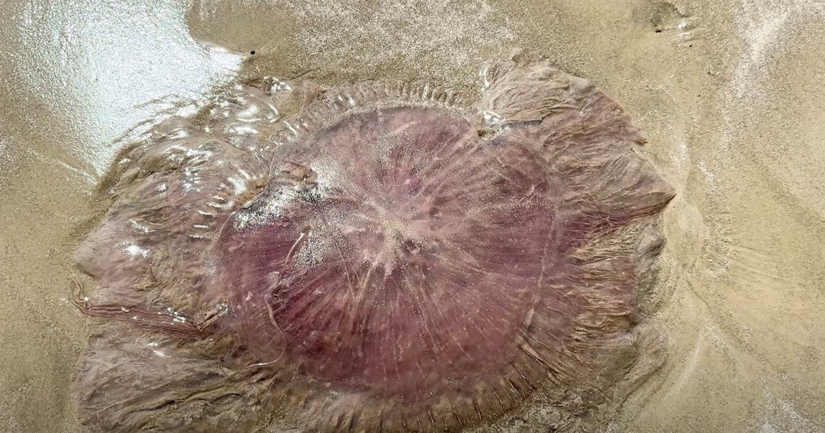 Biólogos no dan crédito: aparecen en la playa medusas gigantes con tentáculos de 20 metros que devoran a otras