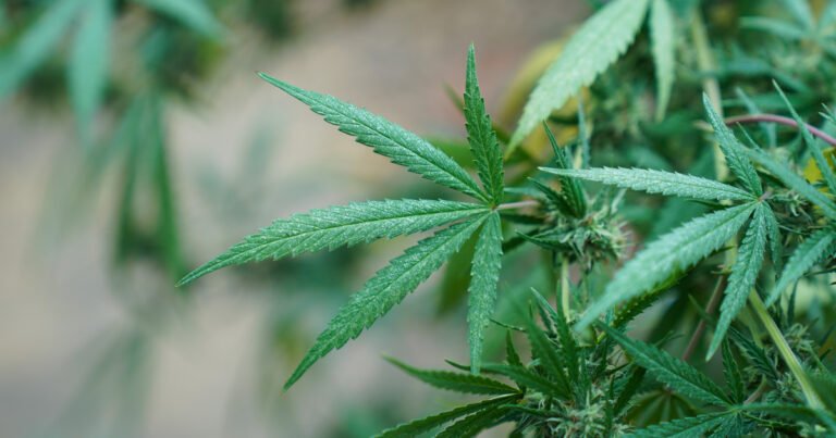 Nevada pierde 80 millones de dólares en ingresos anuales al separar las industrias de la marihuana y los juegos de azar
