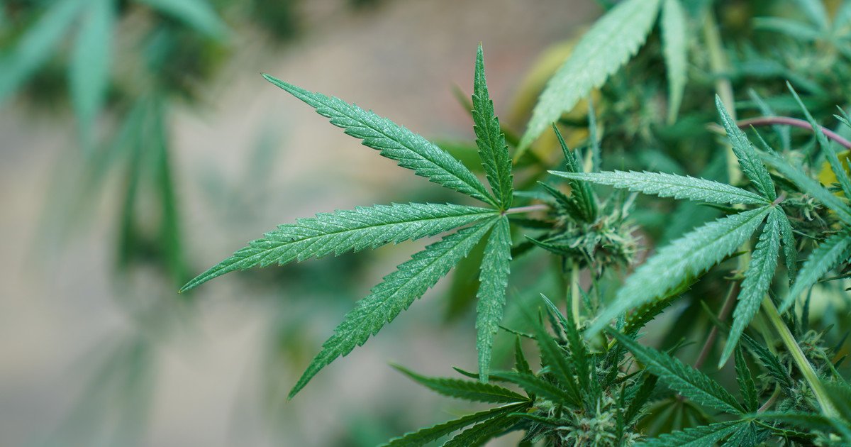 Nevada pierde 80 millones de dólares en ingresos anuales al separar las industrias de la marihuana y los juegos de azar