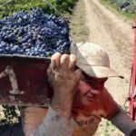 Vitivinicultura: la cosecha cayó 10% y los productores alertan por los bajos precios