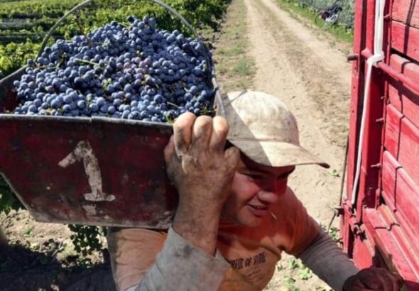 Vitivinicultura: la cosecha cayó 10% y los productores alertan por los bajos precios