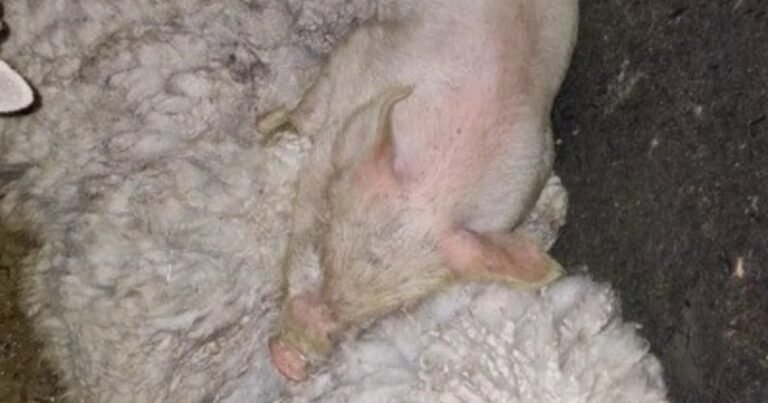 Allanan un templo umbanda que frecuentaba Morena Rial en Quilmes: rescatan a más de 40 animales, previo a ser sacrificados