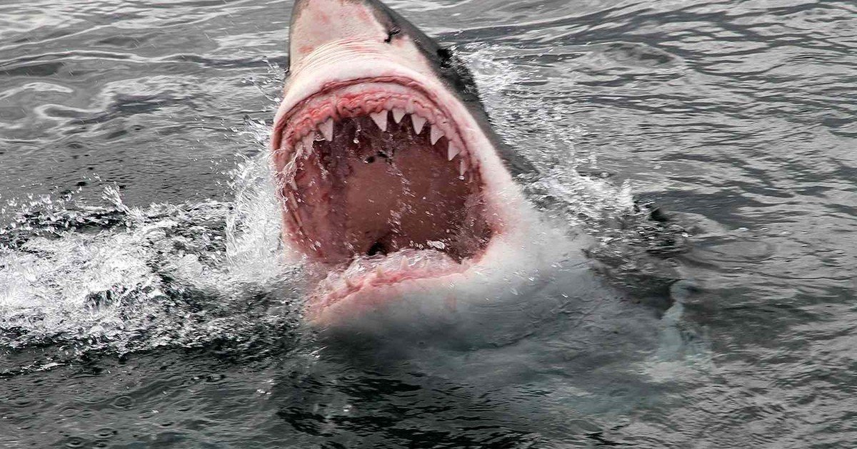 Un tiburón atacó a un adolescente de 17 años en Texas, y la rápida decisión de su padre le salvó la vida tras pasar horas a la deriva en el mar