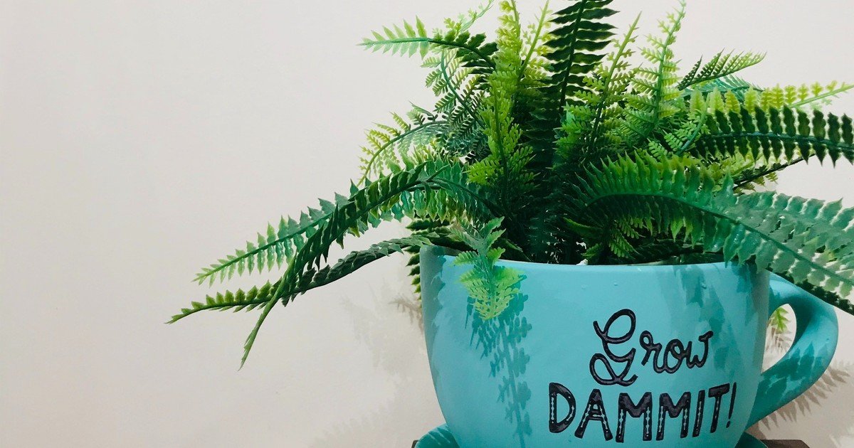 Las 5 plantas para colocar en la entrada de casa y que atraen la riqueza