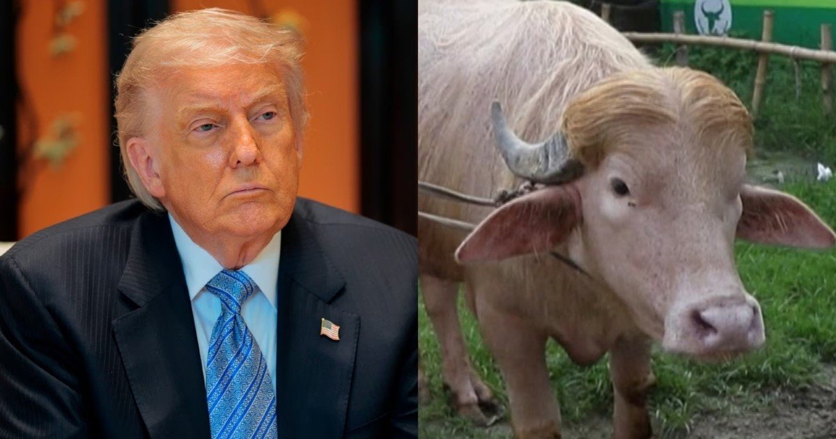 "Donald Trump sobrevivió otro intento de asesinato": en Bangladesh le perdonan la vida a un raro búfalo albino por su parecido con el presidente de EE.UU.