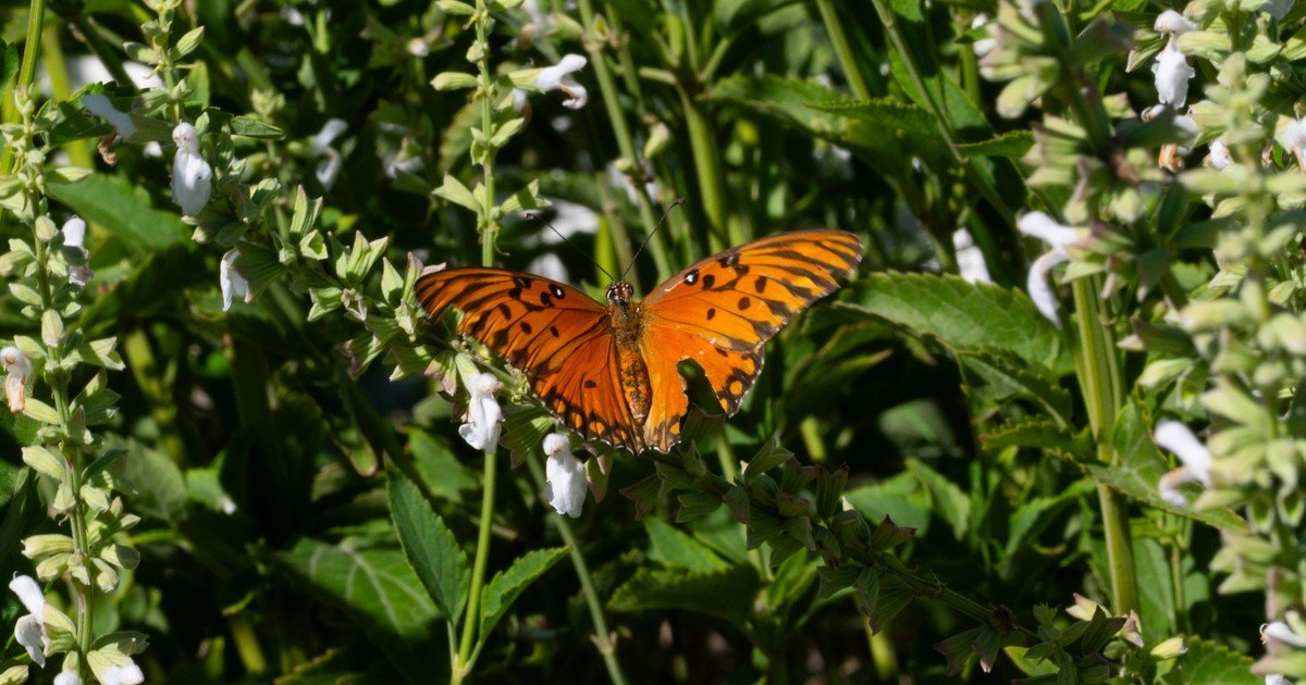 El enigma de la biodiversidad perdida: ¿puede Buenos Aires recuperar sus mariposas?