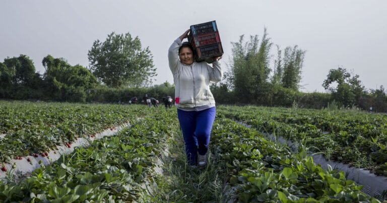 Aumentan 2% la prestación de desempleo para los trabajadores rurales