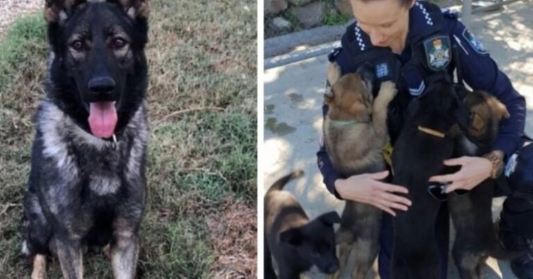 Ozzie, el perro que fue expulsado de la Policía por ser "demasiado blando"
