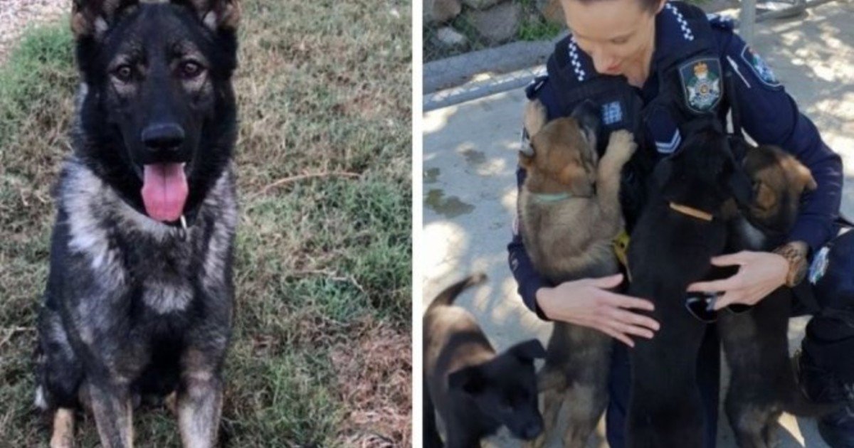 Ozzie, el perro que fue expulsado de la Policía por ser "demasiado blando"