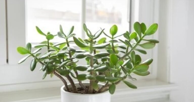Qué significa tener un árbol de jade en casa y cómo distinguir si es macho o hembra