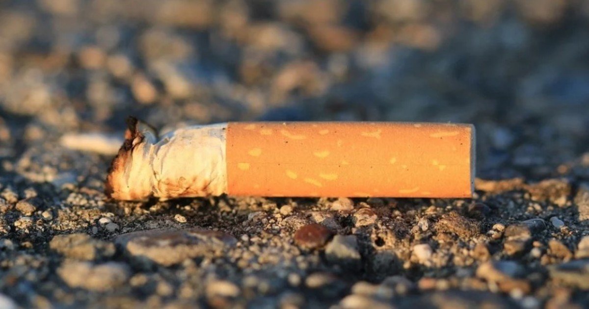 Los ecologistas no dan crédito: pájaros reutilizan colillas de cigarrillo para proteger sus nidos