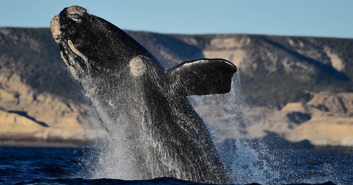 Temporada de ballenas en Puerto Madryn: cuánto cuesta el avistaje embarcado y dónde verlas gratis desde la playa