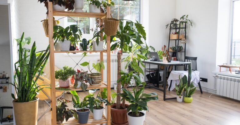 Poca luz y resistentes: las 3 plantas de interior ideales para departamentos chicos