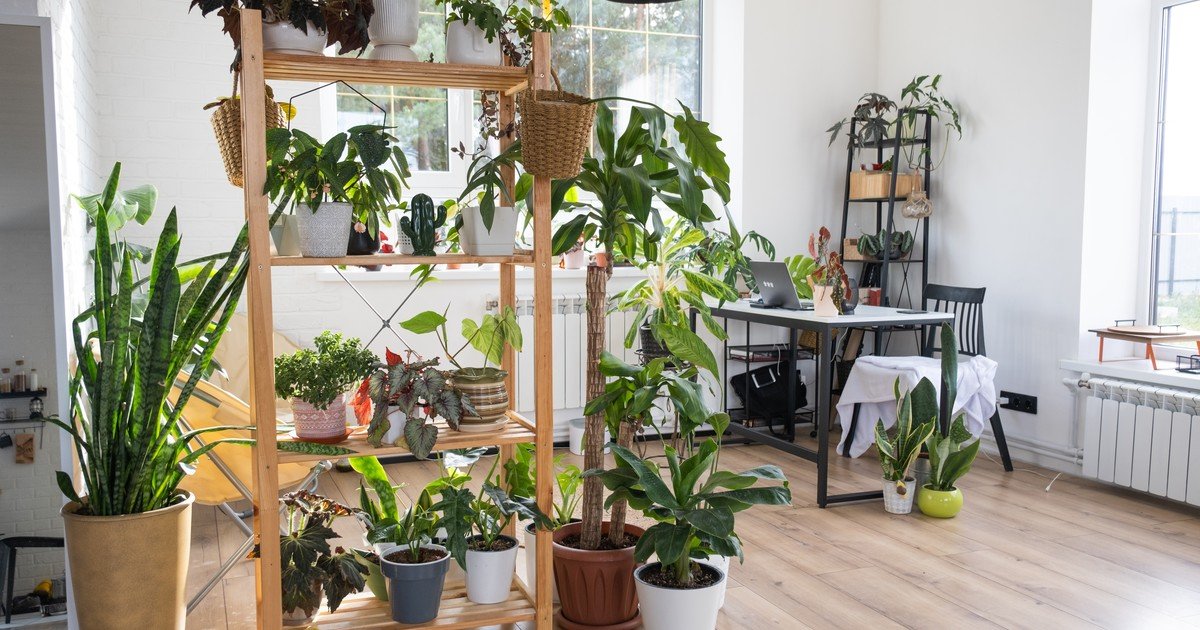 Poca luz y resistentes: las 3 plantas de interior ideales para departamentos chicos