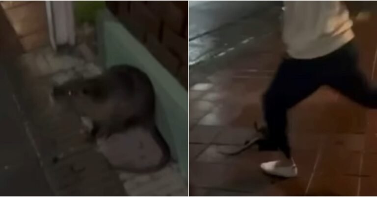 “Alto escabeche, compa”: mataron a golpes a un coipo, lo grabaron y ahora enfrentan una denuncia
