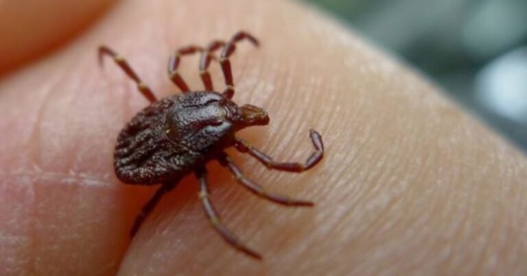 Estados Unidos emite alertas por el aumento de garrapatas en parques este verano: 5 zonas de riesgo en Nueva Jersey y cuidados para prevenir mordeduras