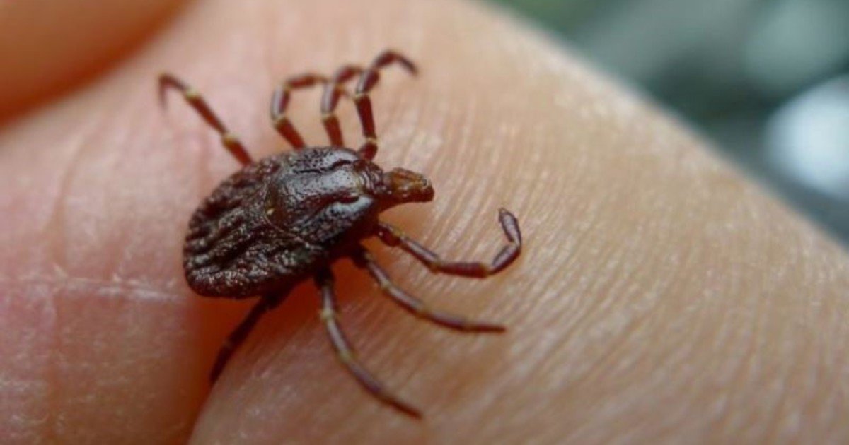 Estados Unidos emite alertas por el aumento de garrapatas en parques este verano: 5 zonas de riesgo en Nueva Jersey y cuidados para prevenir mordeduras