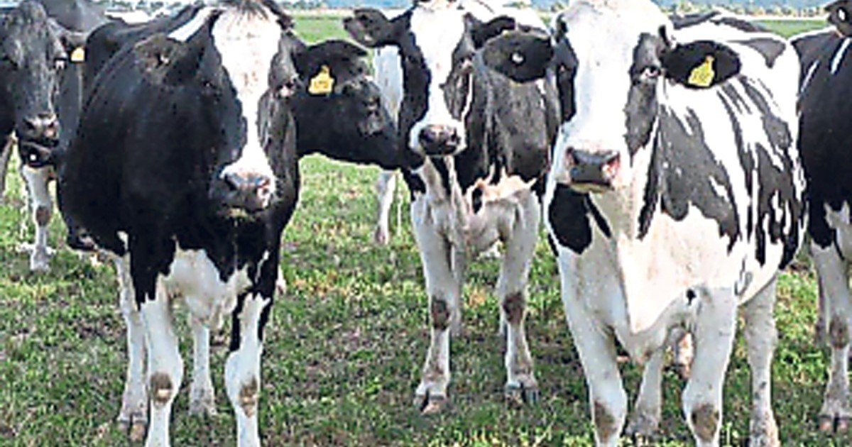 Más leche, pero en menos manos: crece la producción, pero siguen cerrando tambos y avanzando el proceso de concentración