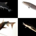 Los científicos coinciden: la cantidad de peces de agua dulce está disminuyendo a un ritmo alarmante