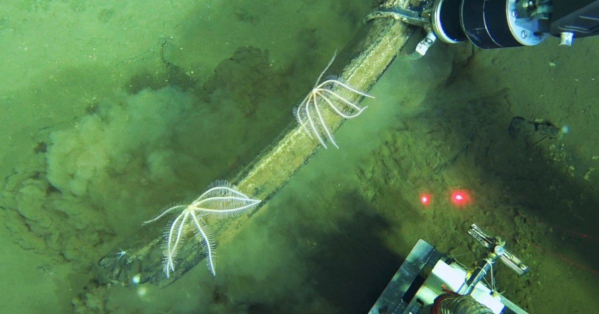 Los investigadores no salen de su asombro: hallaron un cementerio de ballenas tan extraordinario y gigantesco en las profundidades del Océano Índico que podría albergar especies marinas nunca antes vistas
