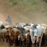 La UE veta el ingreso de las carnes brasileñas al mercado europeo