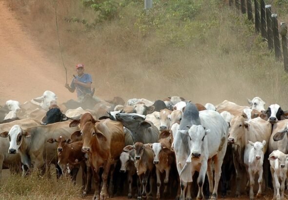 La UE veta el ingreso de las carnes brasileñas al mercado europeo