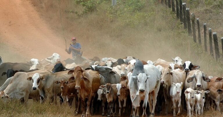 La UE veta el ingreso de las carnes brasileñas al mercado europeo