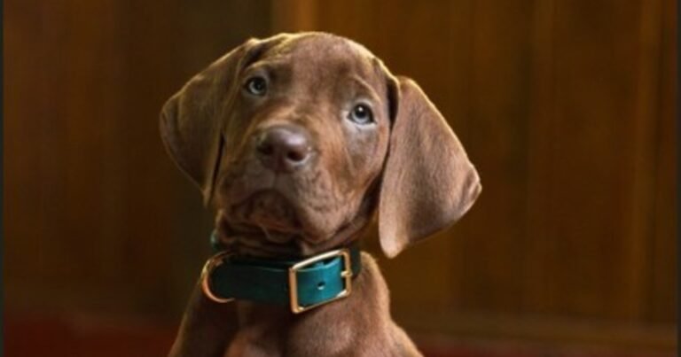 Netflix cambió para siempre a Scooby-Doo: así luce el famoso perro en su nueva serie